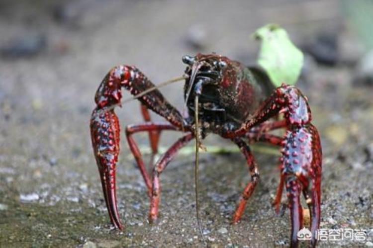 小龙虾出现大量死亡的原因是什么,夏季怎么防止小龙虾死