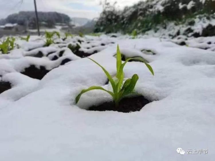 贵州下雪啦,贵州这几天还下雪是真的吗