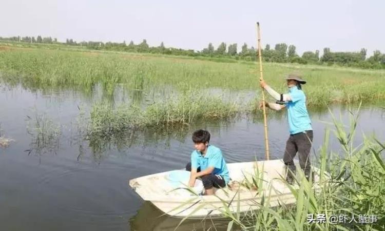 小龙虾养殖周期时间表(12个月),八月份小龙虾的养殖管理方法