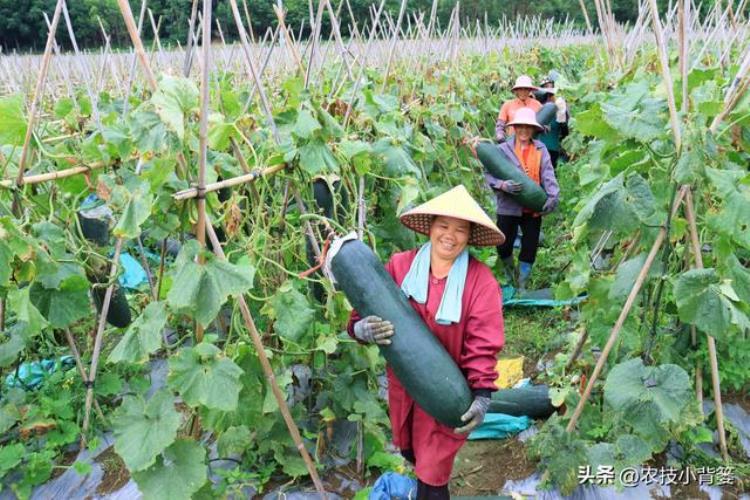 冬瓜如何种植才能高产,冬瓜的种植方法及注意事项