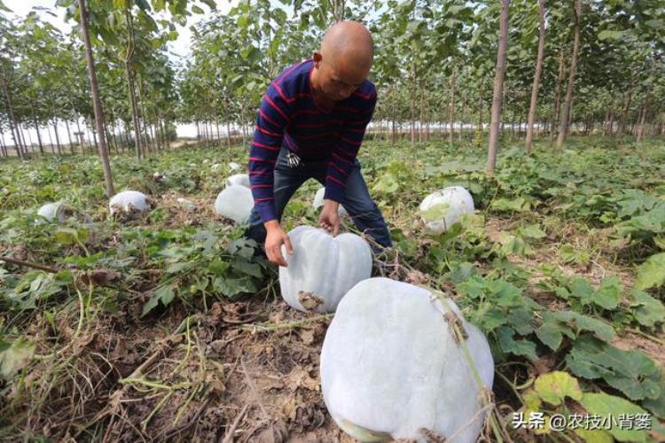 冬瓜如何种植才能高产,冬瓜的种植方法及注意事项