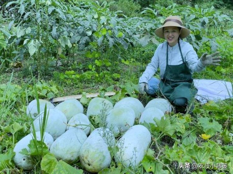 冬瓜如何种植才能高产,冬瓜的种植方法及注意事项