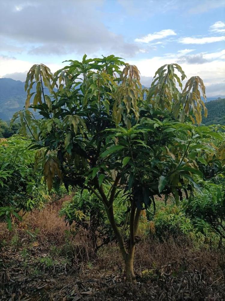 芒果几月份开花,芒果几月份花芽分化