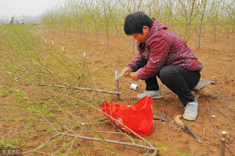 桃树几月份嫁接最合适「桃树几月份嫁接最好要怎么样嫁接」