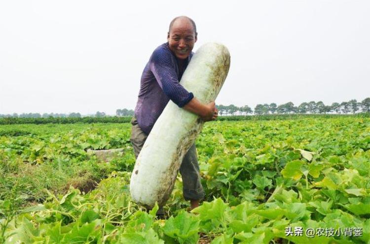 冬瓜如何种植才能高产,冬瓜的种植方法及注意事项