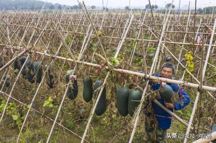 冬瓜如何种植才能高产,冬瓜的种植方法及注意事项