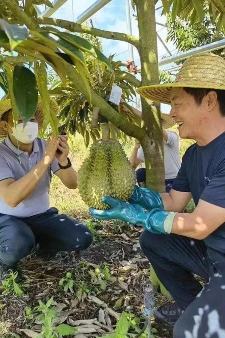 国产的水果,最近中国的水果价格