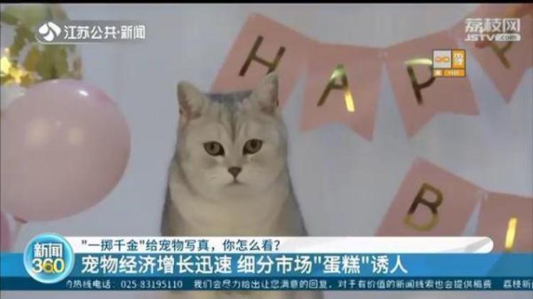 给猫拍写真多少钱,长期养猫的人肺里会积猫毛