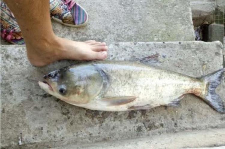 6月钓鲢鳙鱼的最佳时间,鲢鳙鱼反而更好钓