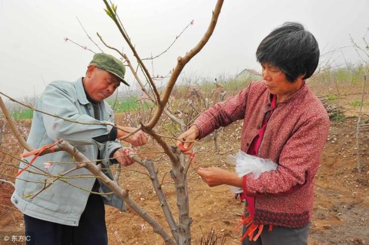 桃树几月份嫁接最合适「桃树几月份嫁接最好要怎么样嫁接」