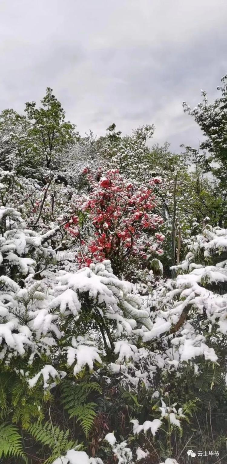 贵州下雪啦,贵州这几天还下雪是真的吗