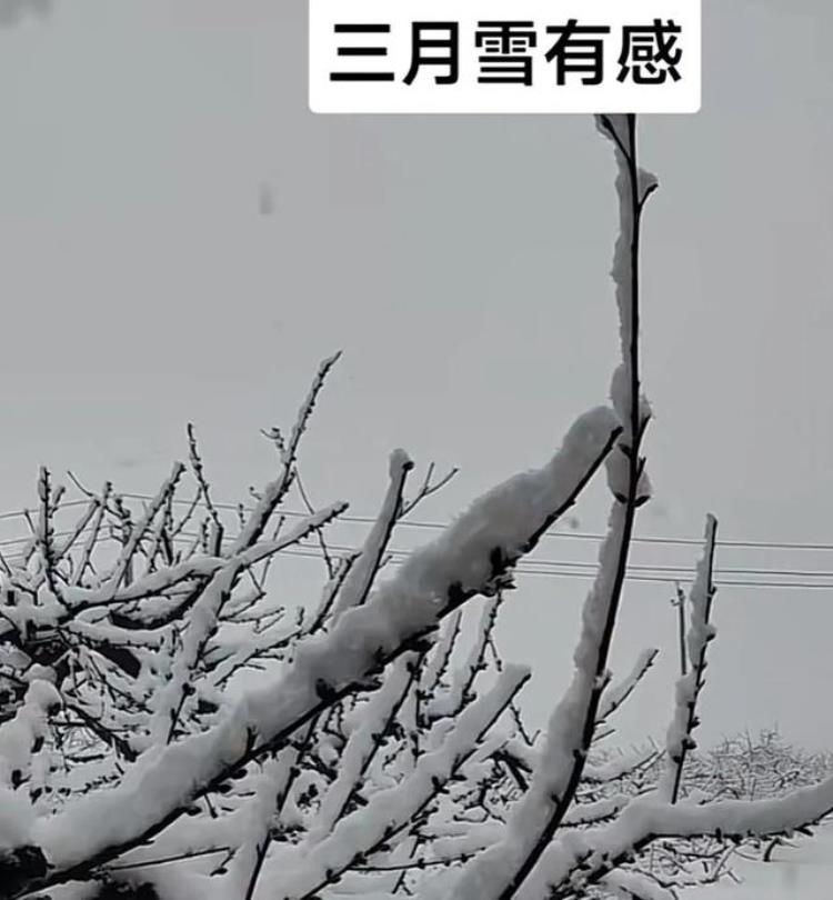 三月下雪打雷是什么征兆「3月突现桃花雪三月打雷又下雪是啥兆头我们看农谚咋说」