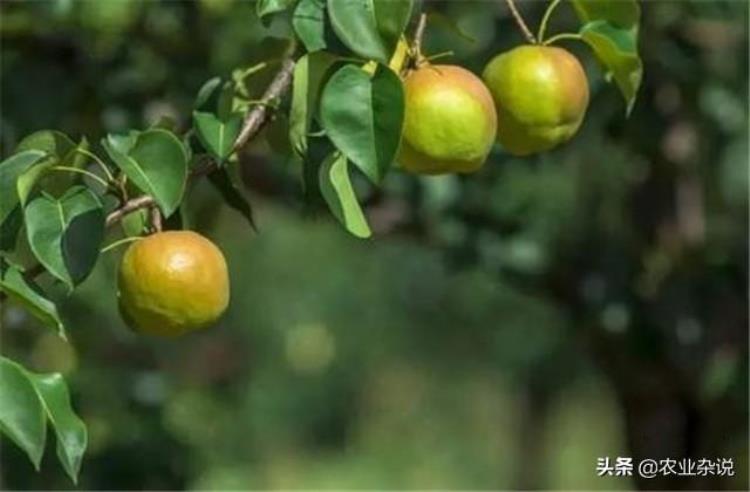 阜新市老残苹果梨园更新复壮技术赶紧过来学习一下吧建议收藏