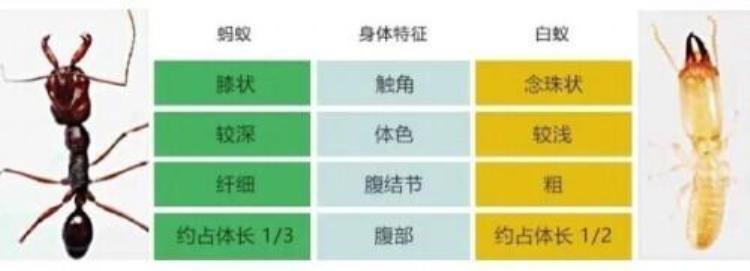 上海白蚁怎么消灭才干净「白蚁杀灭」