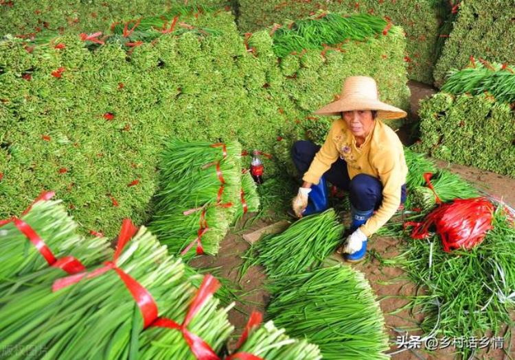 韭菜移栽方法,韭菜移栽最简单的方法