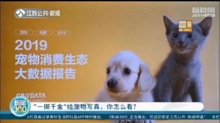 给猫拍写真多少钱,长期养猫的人肺里会积猫毛