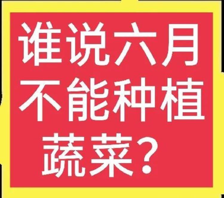 六月种什么蔬菜不怕热,低温适合种植什么蔬菜