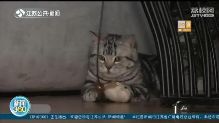 给猫拍写真多少钱,长期养猫的人肺里会积猫毛