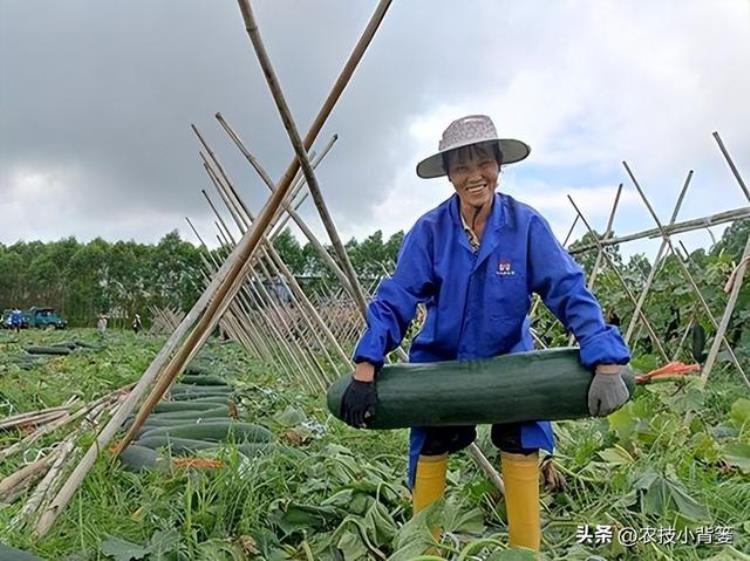 冬瓜如何种植才能高产,冬瓜的种植方法及注意事项