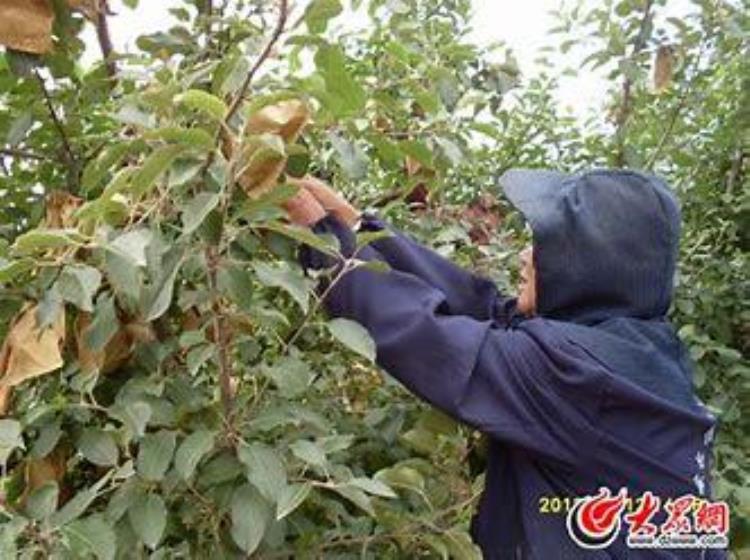 散文苹果套袋怎么写,果农套袋散文