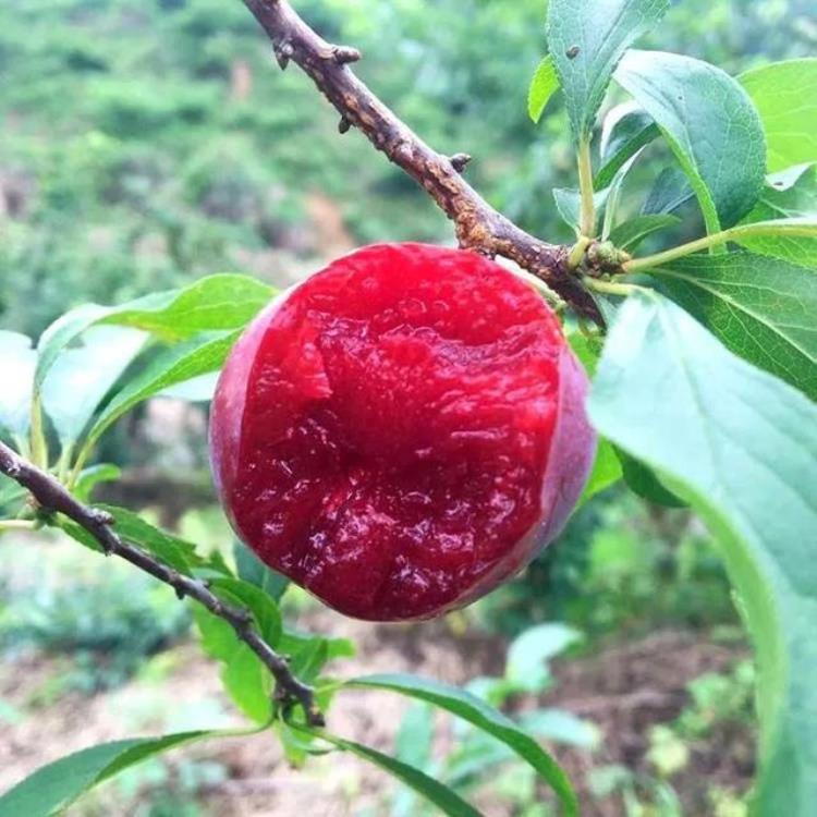 一年四季对应的主流水果有哪些,一年四季时令对应水果