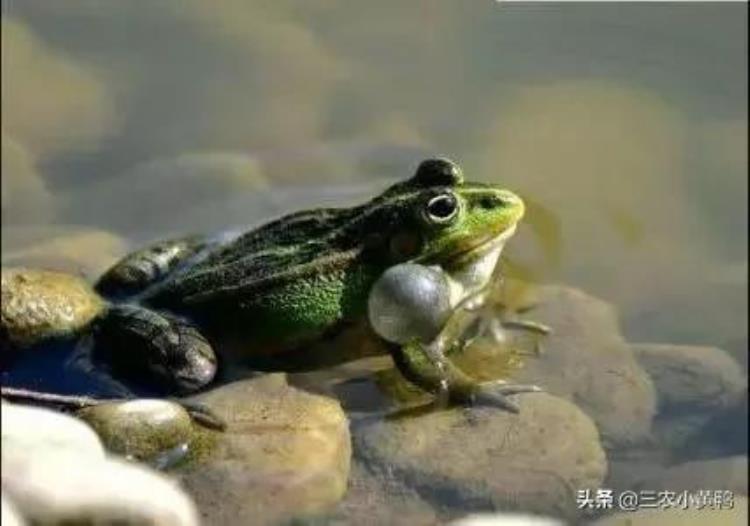 三月三有雨青蛙哑十个牛栏九个空下雨有倒春寒吗