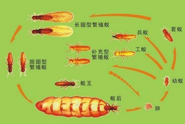 白蚁繁殖蚁飞进家里,白蚁婚飞后雄虫跟随雌虫