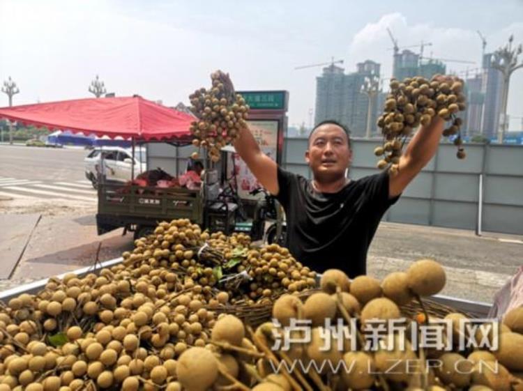 今年泸州桂圆产量多不多,今年泸州桂圆上市了吗