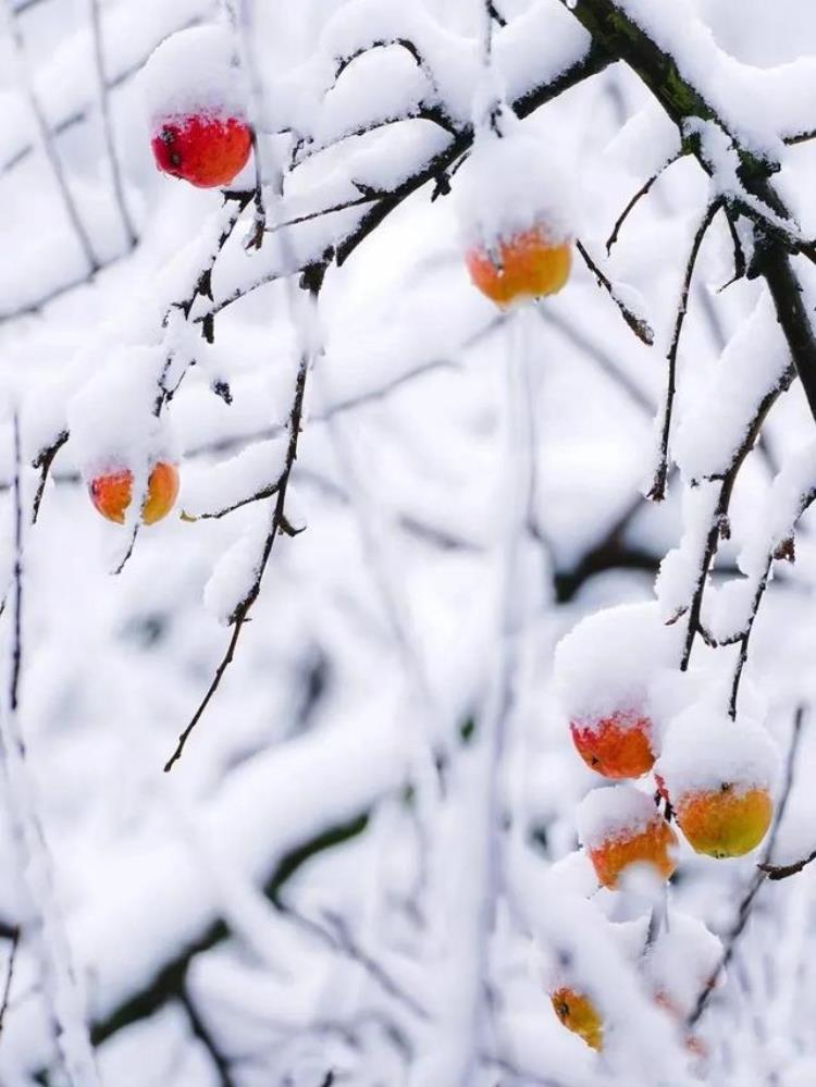 大雪高清雪景壁纸,壁纸高清无水印下雪