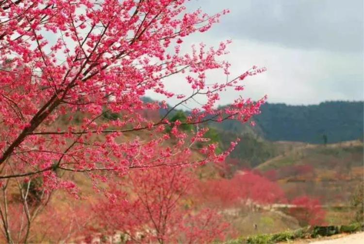 被花包围着,春天必去的绝美公园