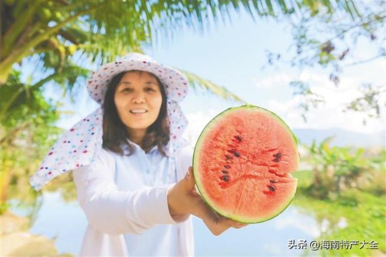 海南彩虹芒果,豫艺西瓜品种彩虹系列