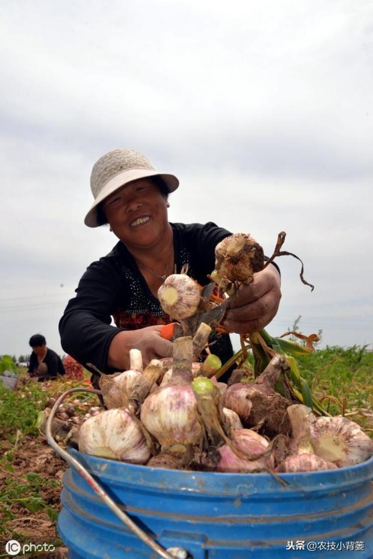 大蒜干尖黄叶是什么原因?有什么防治措施?,大蒜叶面发黄是什么病怎么防治