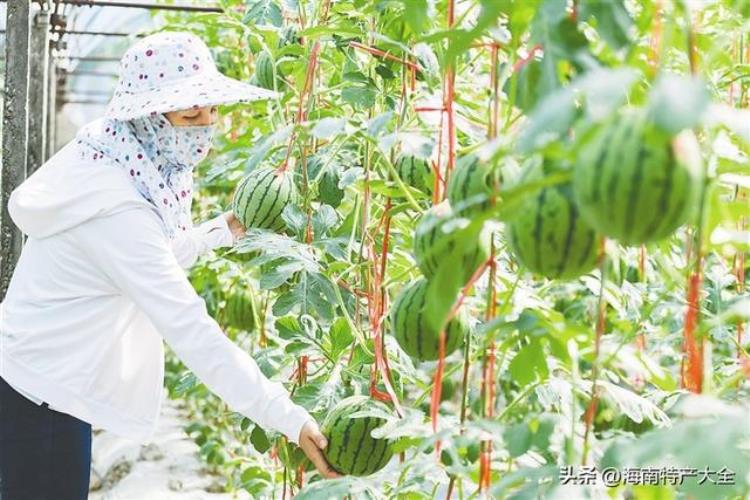 海南彩虹芒果,豫艺西瓜品种彩虹系列