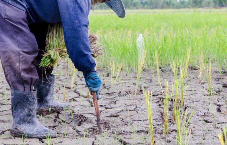 种苹果一年赚多少钱,农民种植苹果如何赚钱