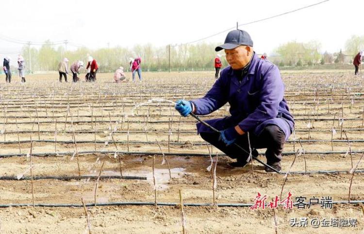 静宁县春日育新苗种植基地,静宁县育苗基地在哪里