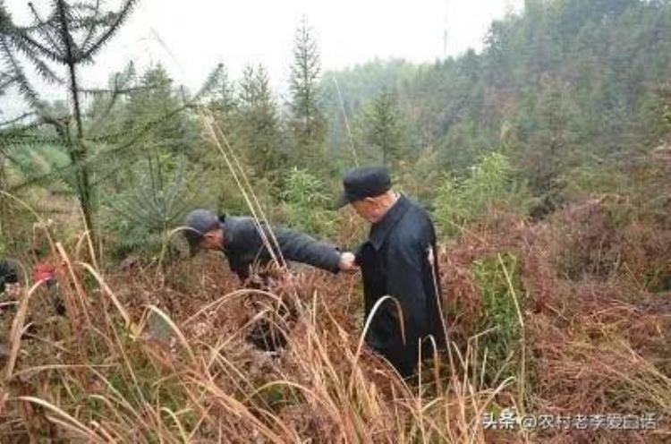 关于清明节上坟的禁忌,今年清明节上坟有讲究吗