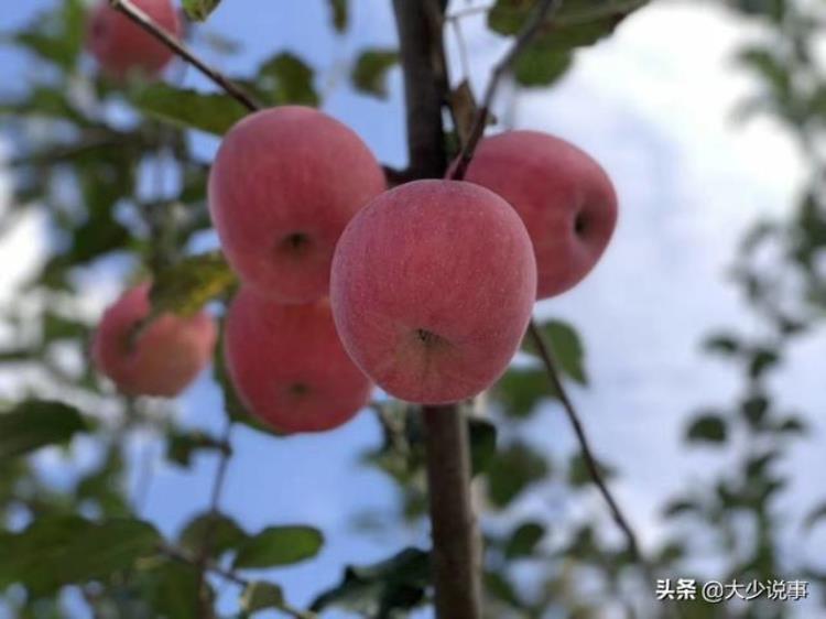 庆阳苹果怎么样,庆阳苹果今日价格表