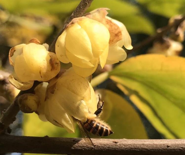 中国12位花神每个月一种你出生的月份是哪位,十二月花神各是谁