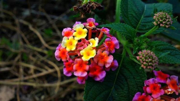 五彩花什么时候开花,花期长适合乡下的花