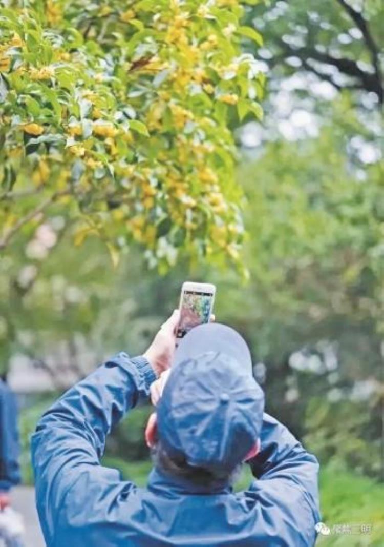 今秋三明桂花为何迟迟未开花「今年桂花怎么没开」