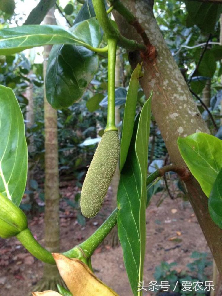 海南菠萝蜜开花结果期开始迎接水果旺季了吗,海南菠萝蜜成熟期