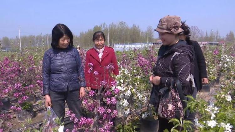 滑县果树苗出售,未来种植大户销路