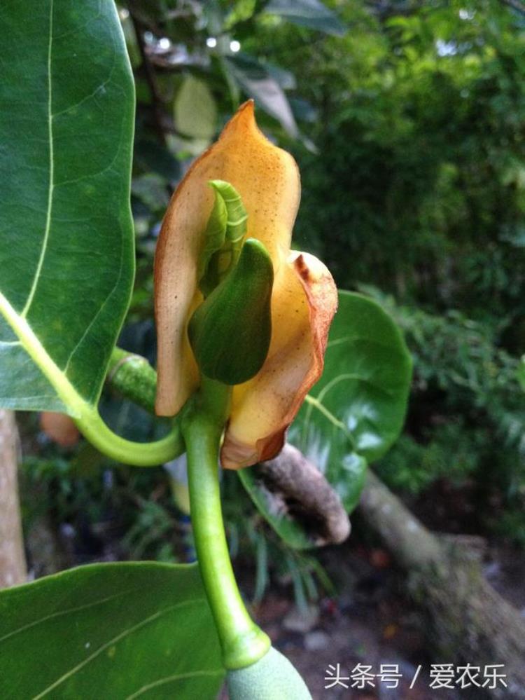 海南菠萝蜜开花结果期开始迎接水果旺季了吗,海南菠萝蜜成熟期