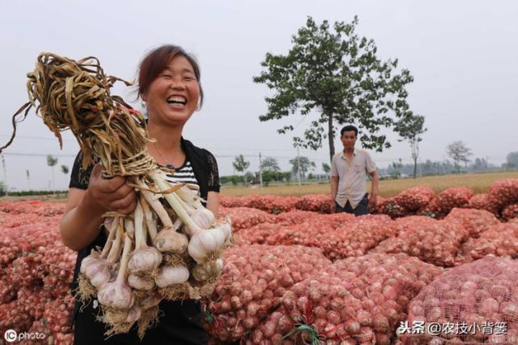 大蒜干尖黄叶是什么原因?有什么防治措施?,大蒜叶面发黄是什么病怎么防治