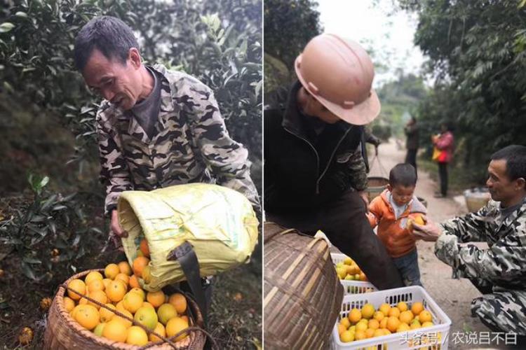 水果滞销什么意思,滞销苹果