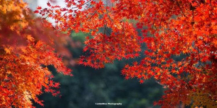 杜牧二月花指的是什么花,二月杜牧