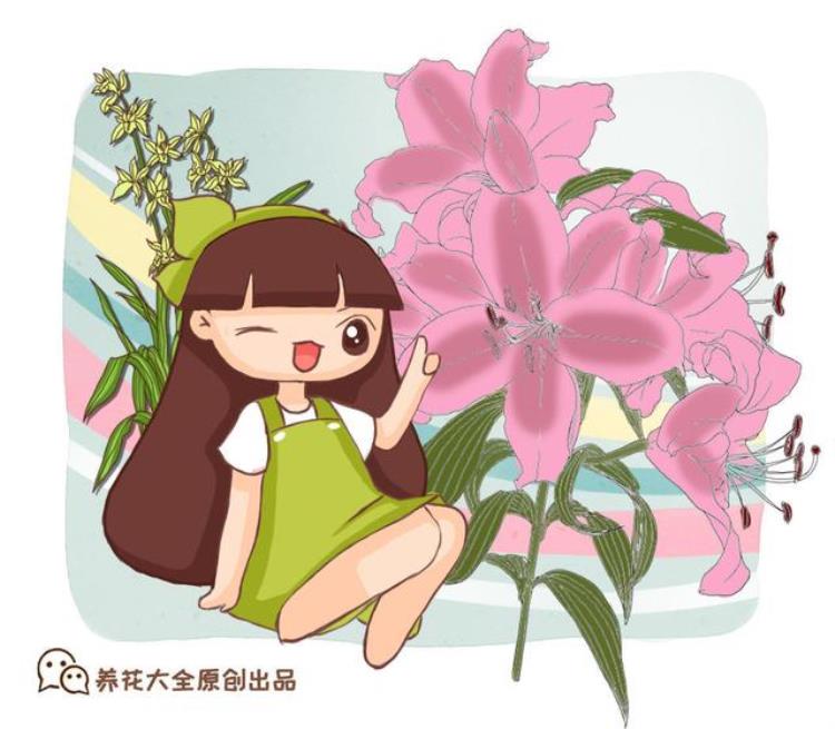 五彩花什么时候开花,花期长适合乡下的花