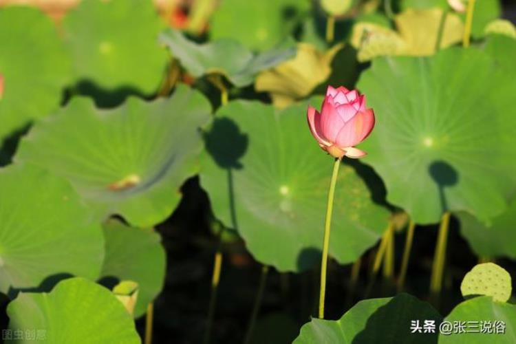 归龙什么意思「今天是归龙日秋分逢辰是归龙归龙无禄又逢危三事不可做」