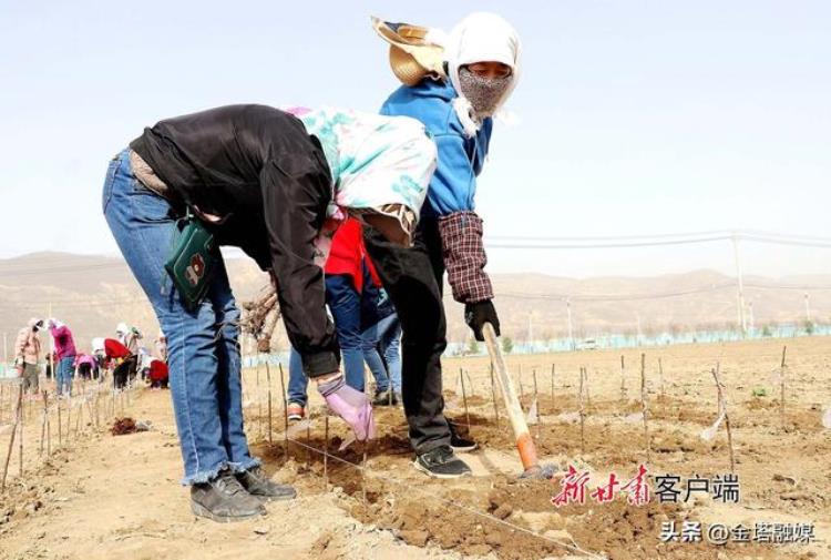 静宁县春日育新苗种植基地,静宁县育苗基地在哪里