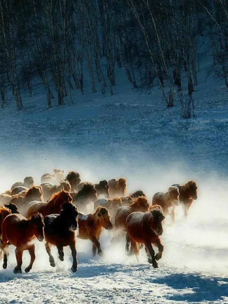 大雪高清雪景壁纸,壁纸高清无水印下雪